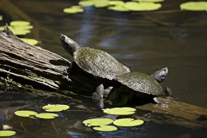 Snapping: Northern Saw-shelled Turtle - Also known as a snapping