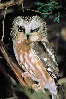 Winking: Northern Saw-whet Owl
