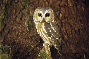 Binocular: Northern Saw-whet Owl