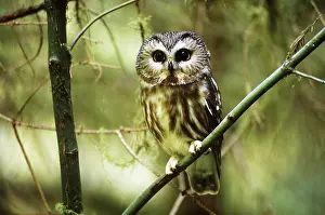 Whet: Northern Saw-whet Owl