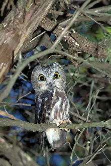 Whet: Northern saw-whet owl