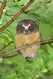 Whet: Northern Saw-whet Owl - fledgling out of the nest