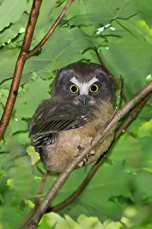 Whet: Northern Saw-whet Owl - fledgling out of the nest