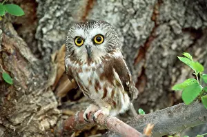 Whet: Northern Saw-whet Owl - sits on branch