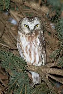 Whet: Northern Saw-whet Owl - in winter