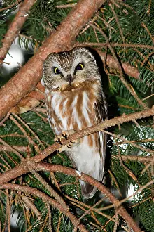 Whet: Northern Saw-whet Owl - in winter roost