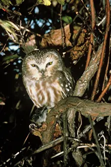 Whet: Northern Saw-whet Owl - in winter roost