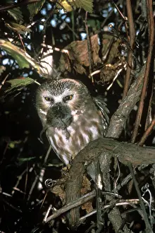 Whet: Northern Saw-whet Owl - in winter roost