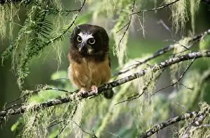 Whet: Northern Saw-whet Owlet