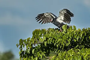 Screamer: Northern Screamer (Chauna chavaria) Rio Claro Natural