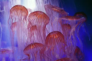 Tentacles: Northern Sea Nettle JELLYFISH / Jelly fish