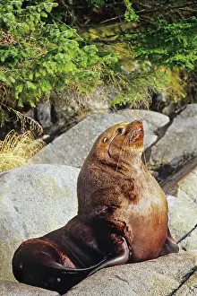 Eumetopias: Northern Sealion - bull rests on coastal rocks
