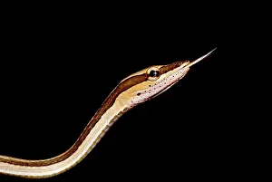Sharpnose: Northern Sharpnose Snake