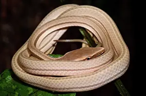 Sharpnose: Northern Sharpnose Snake