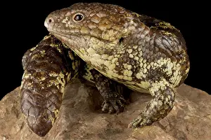 Skink: Northern shingleback skink (Tiliqua rugosa palarra)