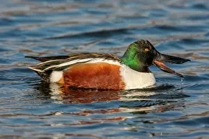 Shovelers: Northern Shoveler