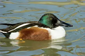 Clypeata: Northern Shoveler