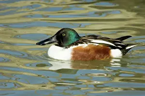 Clypeata: Northern Shoveler