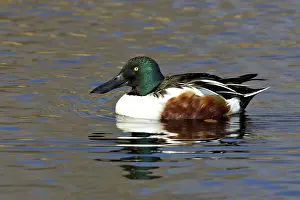 Sweetwater: Northern Shoveler