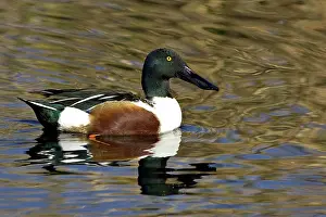 Sweetwater: Northern shoveler