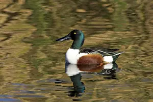 Sweetwater: Northern Shoveler