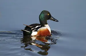 Clypeata: Northern Shoveler
