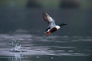 Clypeata: Northern Shoveler