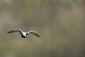 Incoming: Northern Shoveler
