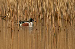 Haagse: Northern Shoveler