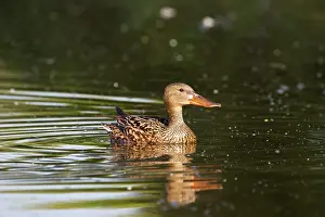 Clypeata: Northern Shoveler