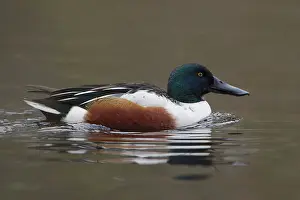 Haagse: Northern Shoveler