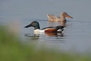 Ditch: Northern Shoveler