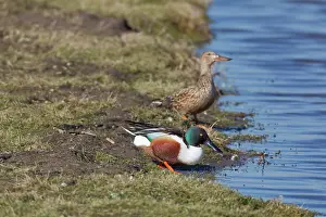 Ditch: Northern Shoveler