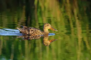 Jonker: Northern Shoveler