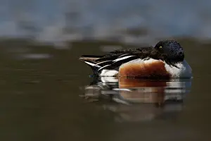 Zouweboezem: Northern Shoveler