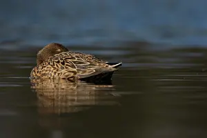 Zouweboezem: Northern Shoveler