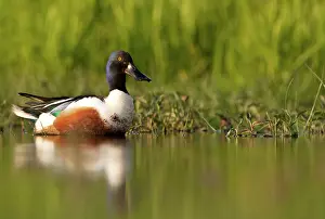 Clypeata: Northern Shoveler