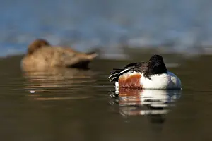 Zouweboezem: Northern Shoveler