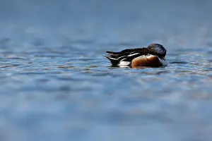 Zouweboezem: Northern Shoveler