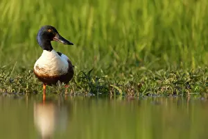Clypeata: Northern Shoveler