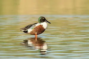 Inlaag: Northern Shoveler