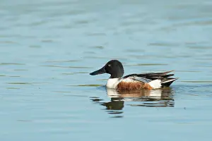 Inlaag: Northern Shoveler