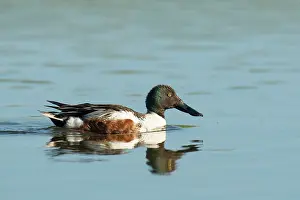 Inlaag: Northern Shoveler