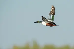 Clypeata: Northern Shoveler