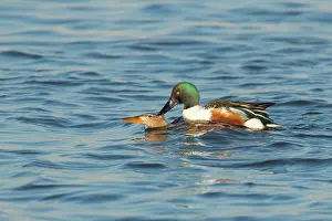 Drifting: Northern Shoveler