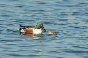 Drifting: Northern Shoveler