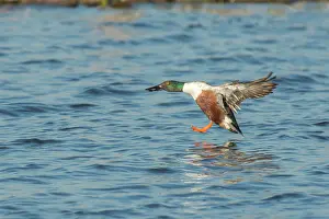 Clypeata: Northern Shoveler