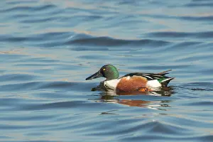 Clypeata: Northern Shoveler