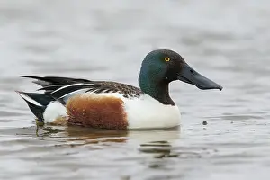 Clypeata: Northern Shoveler