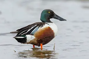 Clypeata: Northern Shoveler